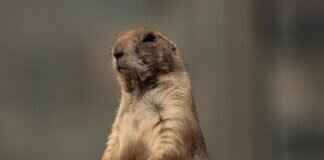 Paw Patrol Plates & Cups: Make Mealtime Fun for Little Fans Paw Patrol Plates & Cups: Make Mealtime Fun for Little Fans