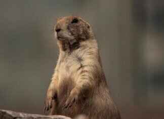 Paw Patrol Plates & Cups: Make Mealtime Fun for Little Fans Paw Patrol Plates & Cups: Make Mealtime Fun for Little Fans