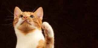 Paw Patrol Plush Toys: A Collectible Guide Paw Patrol Plush Toys: A Collectible Guide