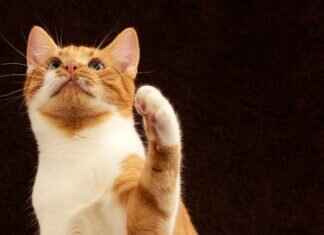 Paw Patrol Plush Toys: A Collectible Guide Paw Patrol Plush Toys: A Collectible Guide