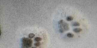 Paw Patrol Posters: The Best Wall Art for Kids’ Rooms Paw Patrol Posters: The Best Wall Art for Kids’ Rooms