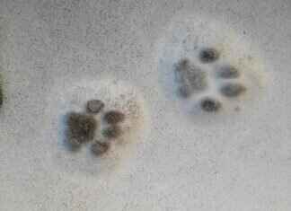 Paw Patrol Posters: The Best Wall Art for Kids’ Rooms Paw Patrol Posters: The Best Wall Art for Kids’ Rooms