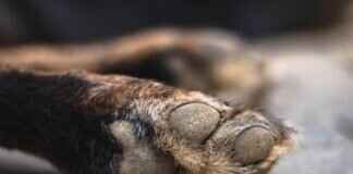 Paw Patrol Puzzles: Brain-Boosting Fun for Young Fans Paw Patrol Puzzles: Brain-Boosting Fun for Young Fans