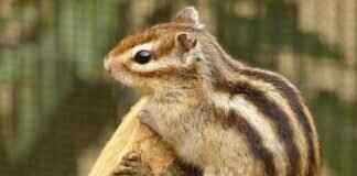 Paw Patrol Ride-On Toys: The Best Picks for Outdoor Fun Paw Patrol Ride-On Toys: The Best Picks for Outdoor Fun