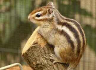 Paw Patrol Ride-On Toys: The Best Picks for Outdoor Fun Paw Patrol Ride-On Toys: The Best Picks for Outdoor Fun