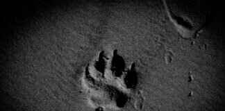 Paw Patrol Scooters: The Coolest Rides for Little Adventurers Paw Patrol Scooters: The Coolest Rides for Little Adventurers