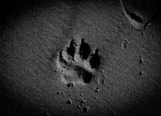 Paw Patrol Scooters: The Coolest Rides for Little Adventurers Paw Patrol Scooters: The Coolest Rides for Little Adventurers