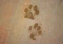 Paw Patrol Socks: Fun and Comfy Designs for Kids Paw Patrol Socks: Fun and Comfy Designs for Kids