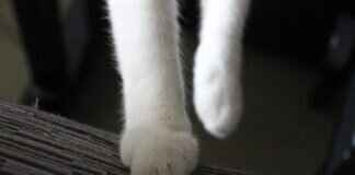 Paw Patrol Stickers: Where to Find the Best Designs Paw Patrol Stickers: Where to Find the Best Designs