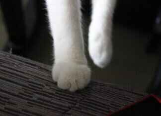 Paw Patrol Stickers: Where to Find the Best Designs Paw Patrol Stickers: Where to Find the Best Designs