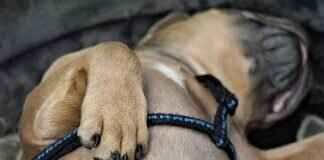 Paw Patrol Thank You Cards: The Perfect Ending to Your Party Paw Patrol Thank You Cards: The Perfect Ending to Your Party