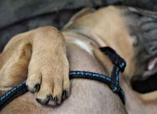 Paw Patrol Thank You Cards: The Perfect Ending to Your Party Paw Patrol Thank You Cards: The Perfect Ending to Your Party