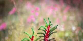 Paw Patrol: The Mighty Movie – What to Expect from the Sequel Paw Patrol: The Mighty Movie – What to Expect from the Sequel