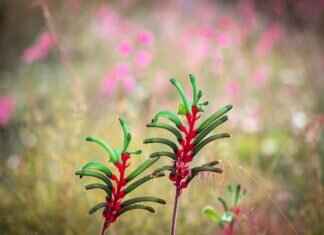 Paw Patrol: The Mighty Movie – What to Expect from the Sequel Paw Patrol: The Mighty Movie – What to Expect from the Sequel