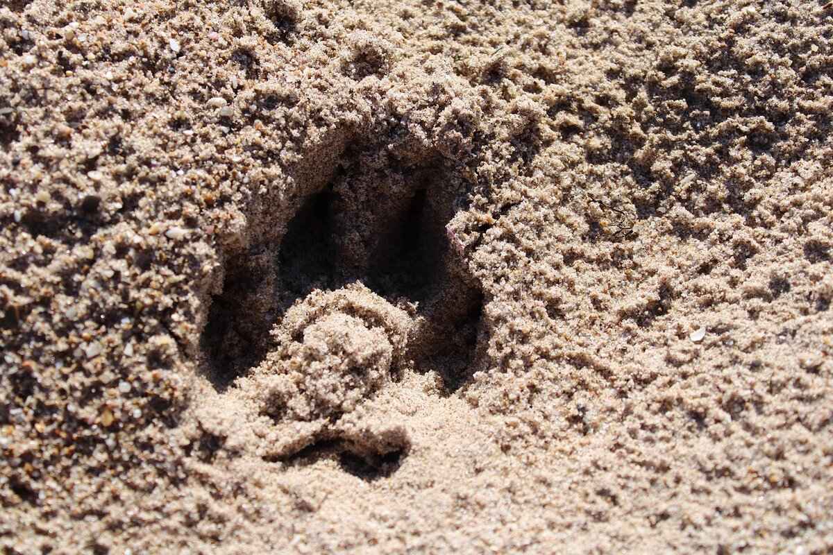 Meet the Paw Patrol Team