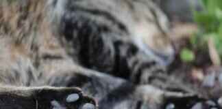 Paw Patrol: The Movie – Hidden Easter Eggs & Fun Facts Paw Patrol: The Movie – Hidden Easter Eggs & Fun Facts