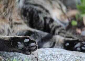 Paw Patrol: The Movie – Hidden Easter Eggs & Fun Facts Paw Patrol: The Movie – Hidden Easter Eggs & Fun Facts