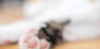 Paw Patrol: The Ultimate Guide for Parents and Kids Paw Patrol: The Ultimate Guide for Parents and Kids