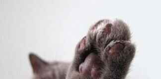 Paw Patrol Theme Song Lyrics & Fun Sing-Along Activities Paw Patrol Theme Song Lyrics & Fun Sing-Along Activities