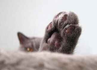 Paw Patrol Theme Song Lyrics & Fun Sing-Along Activities Paw Patrol Theme Song Lyrics & Fun Sing-Along Activities