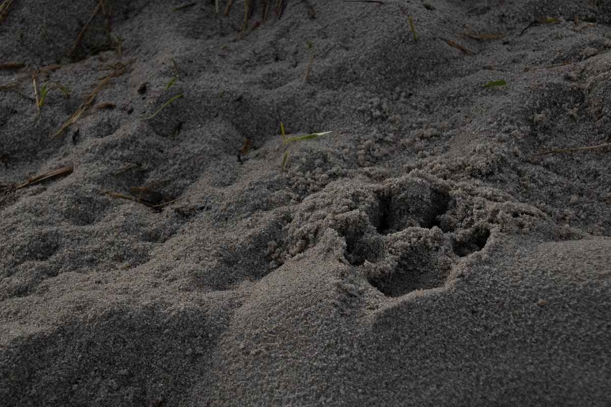 Paw Patrol Theme Song Lyrics & Fun Sing-Along Activities 5 Educational Value of the Paw Patrol Theme Song