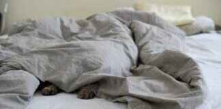 Paw Patrol Trivia Quiz: How Well Do You Know the Show? Paw Patrol Trivia Quiz: How Well Do You Know the Show?