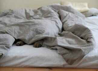 Paw Patrol Trivia Quiz: How Well Do You Know the Show? Paw Patrol Trivia Quiz: How Well Do You Know the Show?