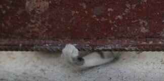 Paw Patrol Vehicles: The Coolest Rides for Each Pup Paw Patrol Vehicles: The Coolest Rides for Each Pup