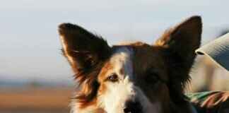 Paw Patrol Video Games & Apps – Are They Worth It? Paw Patrol Video Games & Apps – Are They Worth It?