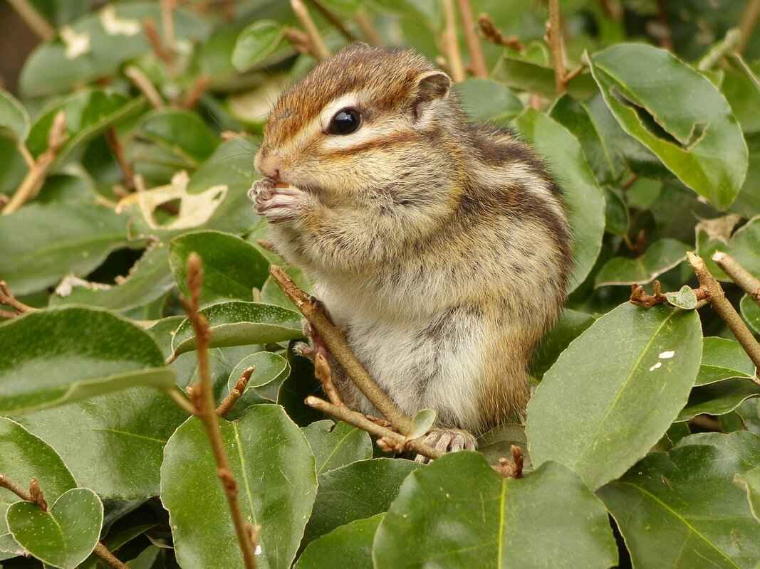 PAW Patroller: Inside the High-Tech Mobile Command Center 3 How Does the PAW Patroller Operate?