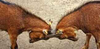 Pawmot Pokémon: Best Moveset, Competitive Play Tips, and Battle Tactics Pawmot Pokémon: Best Moveset, Competitive Play Tips, and Battle Tactics