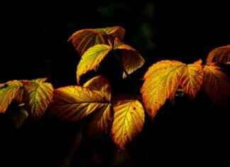 Perilla Seeds & Leaves: The Underrated Korean & Japanese Superfood Perilla Seeds & Leaves: The Underrated Korean & Japanese Superfood