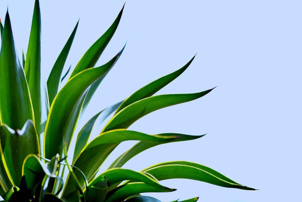 What Are Perilla Seeds and Leaves?