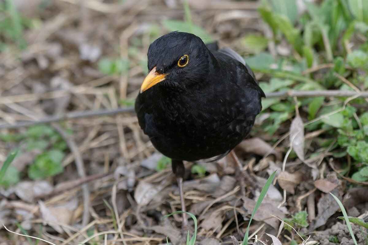 How to Incorporate Perilla Seeds and Leaves into Your Diet?