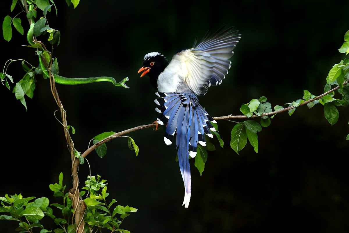 Competitive Strategies for Using Perrserker