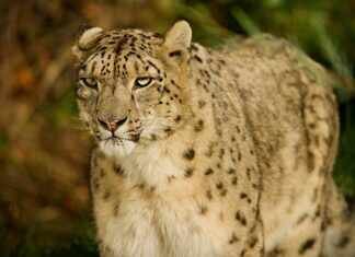 Exploring Rare Wildlife: Have You Spotted Any Nides Recently?