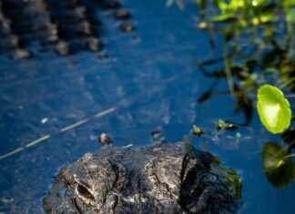 Unlock Fast Internet: Is GravityInternet.net Your Best Choice?