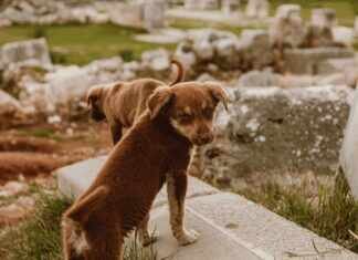 Explore the Ultimate Jensen Ackles Tracker GIF Pack for Fans!