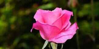 Pink Candy: Popular Brands, Flavors, and Where to Buy Pink Candy: Popular Brands, Flavors, and Where to Buy