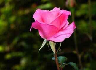 Pink Candy: Popular Brands, Flavors, and Where to Buy Pink Candy: Popular Brands, Flavors, and Where to Buy