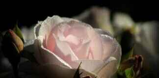 Pink Windshield Wipers: Where to Buy Stylish and Functional Wipers Pink Windshield Wipers: Where to Buy Stylish and Functional Wipers