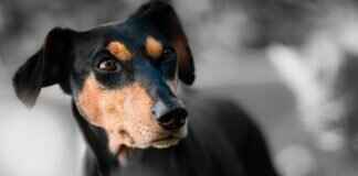 Pitbull Köpeği Isırma Gücü – Gerçekler ve Efsaneler Pitbull Köpeği Isırma Gücü – Gerçekler ve Efsaneler