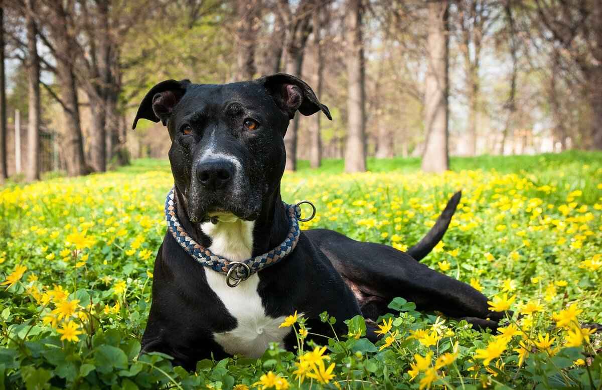 Pitbull Dog Bite Force – Facts vs. Myths 4 Training and Socialization Impact
