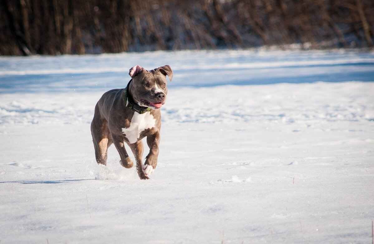 Pitbull Dog Bite Force – Facts vs. Myths 5 Conclusion: Understanding Pitbulls and Their Bite Force