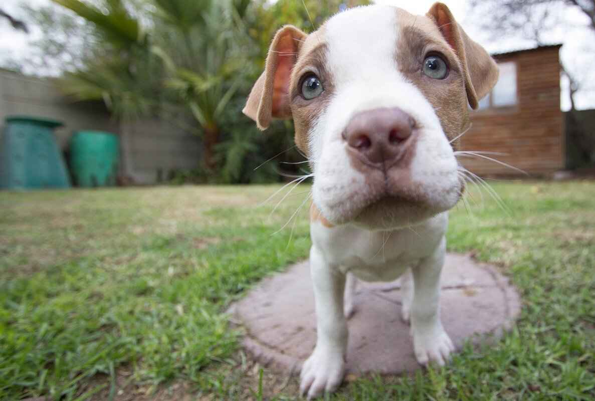 Pitbull Dog Bite Force – Facts vs. Myths 3 Common Myths About Pitbulls