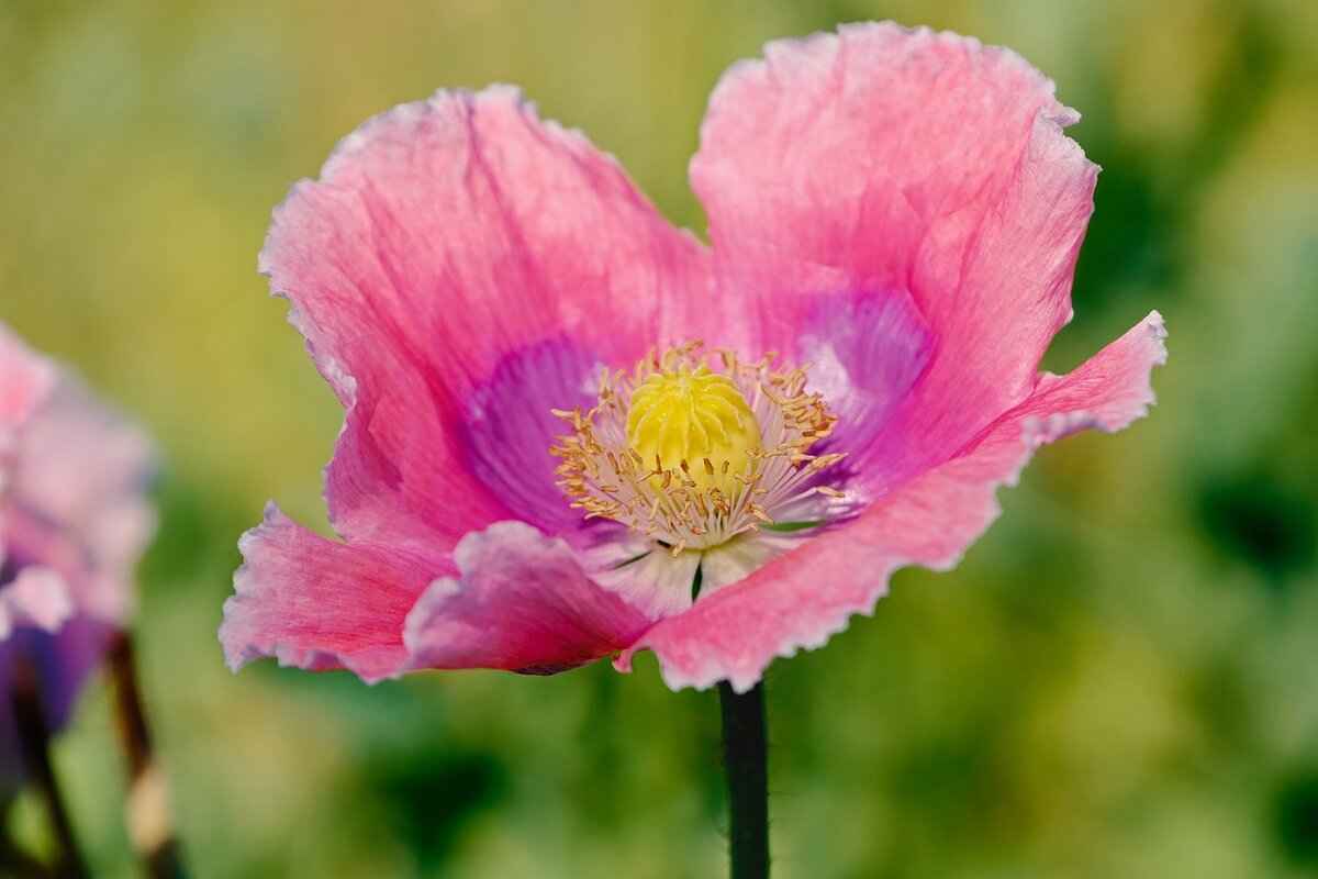 Personal Life & Public Image