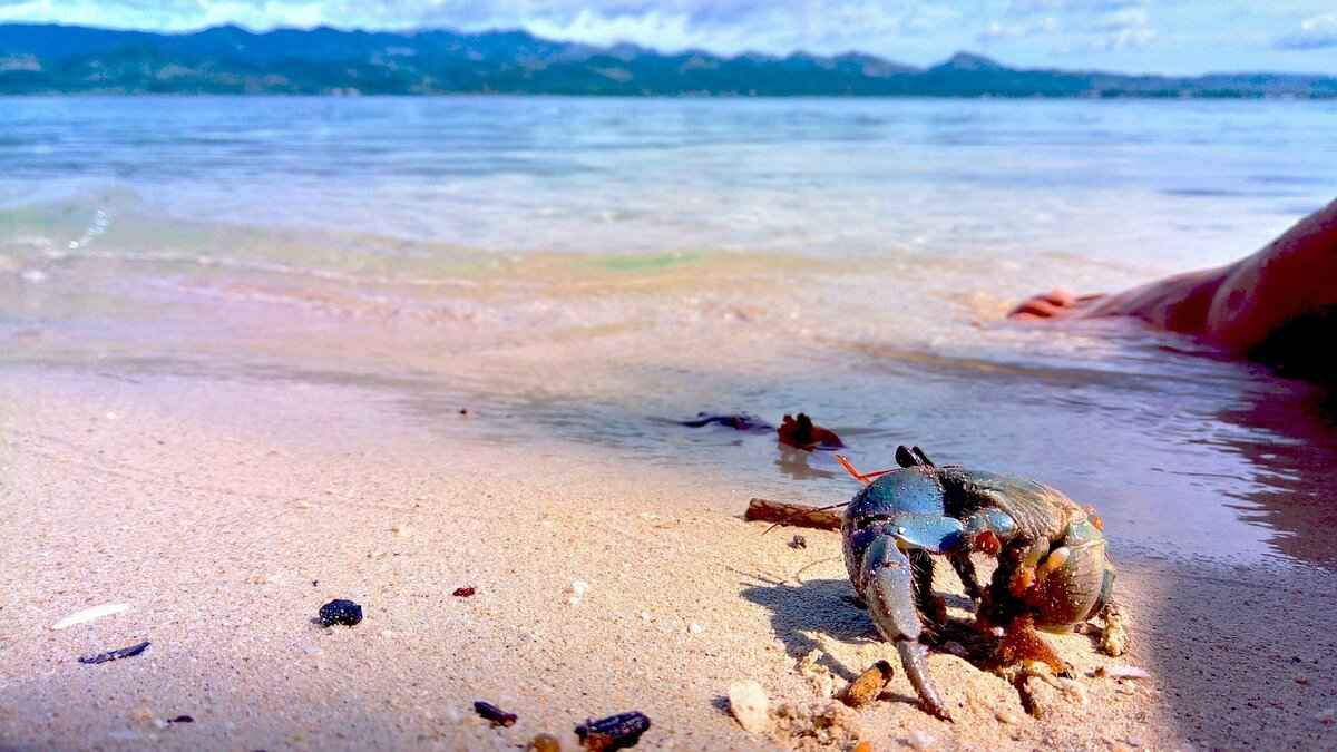 Prinplup Pokémon Evolution, Abilities, Moves, and How to Train It for Competitive Play 6 Conclusion: Mastering Prinplup in Competitive Pokémon