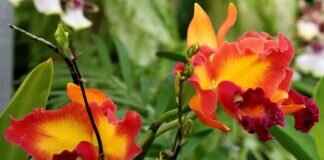 PSV Jersey 2024: Where to Buy and How to Spot Authentic Kits PSV Jersey 2024: Where to Buy and How to Spot Authentic Kits