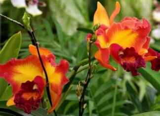 PSV Jersey 2024: Where to Buy and How to Spot Authentic Kits PSV Jersey 2024: Where to Buy and How to Spot Authentic Kits