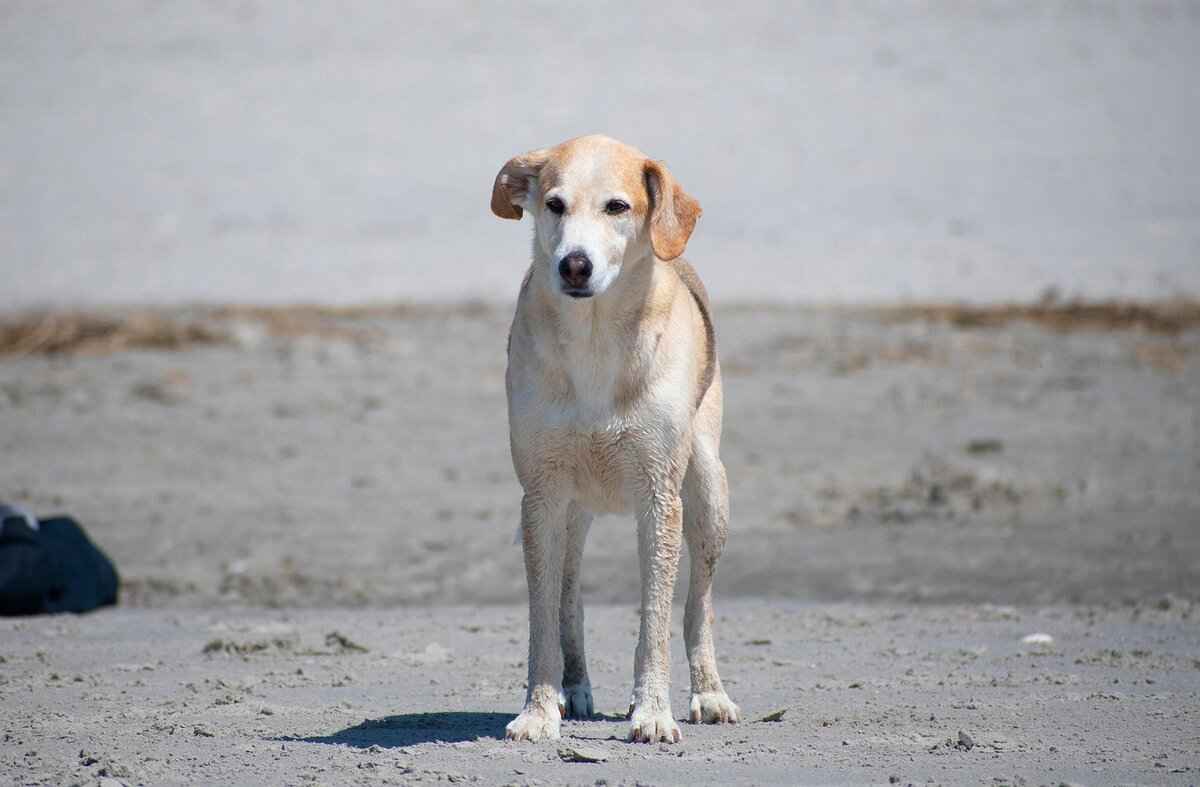 Understanding PSV's Brand and Heritage